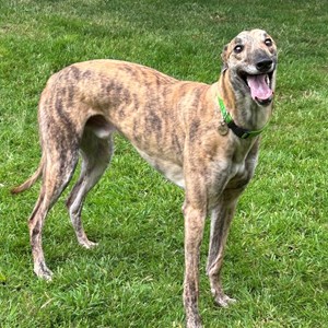 Greyhound Trust Shropshire & Borders Ninja