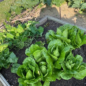 Benenden Parish Council Allotment Association