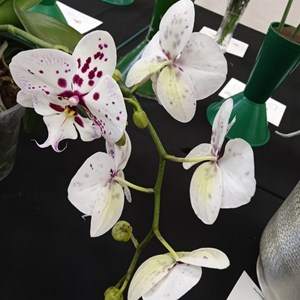 Mannings Heath & District Horticultural Society Photo Gallery