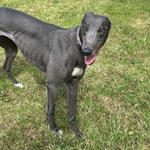 Greyhound Trust Shropshire & Borders Cucumber - RESERVED