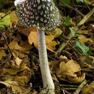October Fungi on Multi-user path