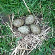 Curlew nest with eggs