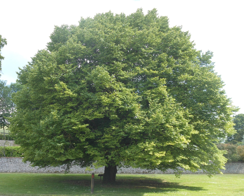 This beautifully proportioned lime tree stands at the junction of the A32 and Wheely Down Road.  It was planted to mark the silver wedding anniversary of the Queen and Duke of Edinburgh on 20th November 1972 and replaced an earlier tree that was planted to mark the coronation of the Queen in 1953.