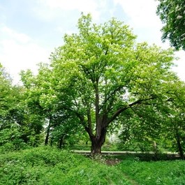 Shuttington and Alvecote Parish Council Gallery