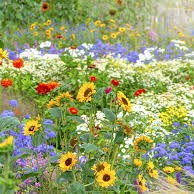 Droxford Village Community Summer Show 2025