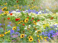 Droxford Village Community Summer Show 2025