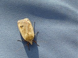 ? moth