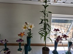 Bucklebury and Marlston Horticultural Society Summer Show 2026