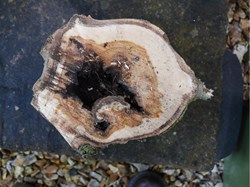 Hollow limb