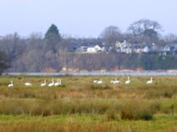 Whooper swans Photo by Stephen Lloyd-Smart