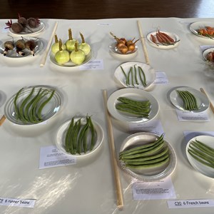 Mickleham and Westhumble Horticultural Society September 2023 Show pictures