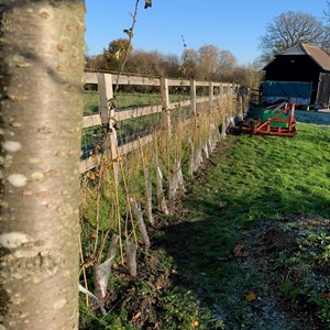 Winchfield Parish Council Tree and Hedgerow Planting