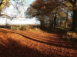 Beechwood walk on The Hill