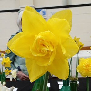 Mannings Heath & District Horticultural Society Photo Gallery