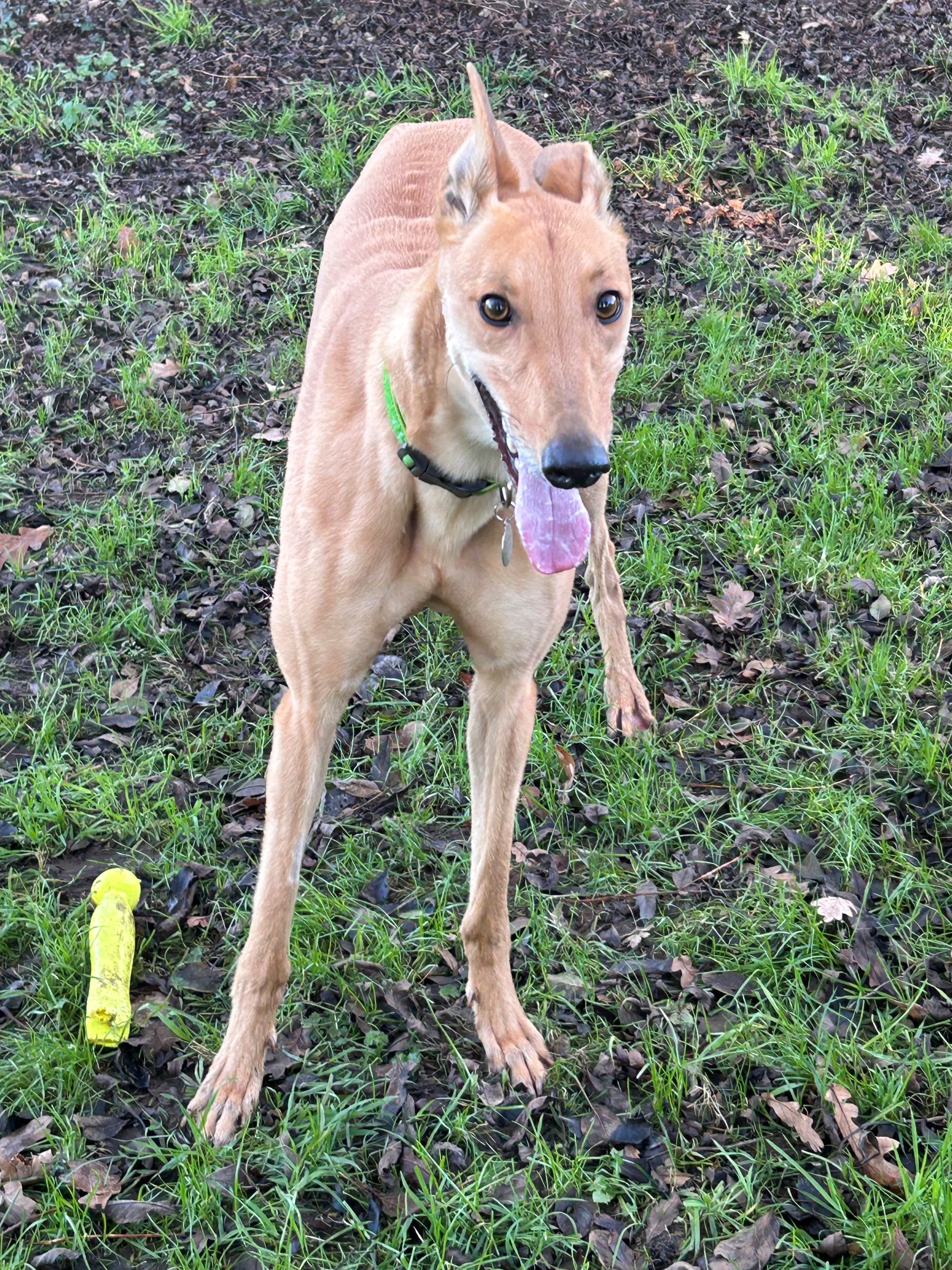 Greyhound Trust Shropshire & Borders Bailey