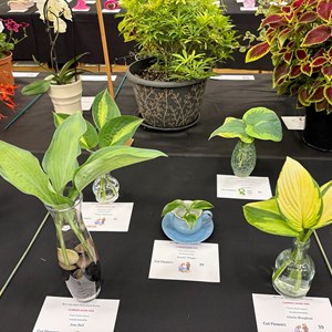 Mannings Heath & District Horticultural Society Photo Gallery