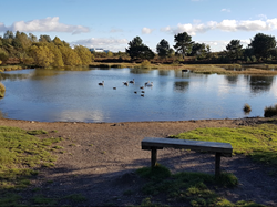 Havannah Nature Reserve pond
