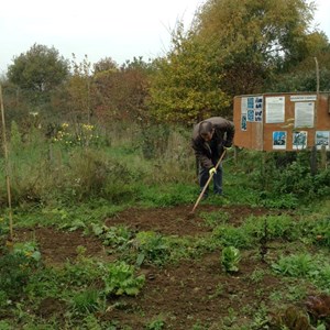 Clearing and hoeing in the five beds section of the vegetable garden.