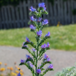 Viper's Bugloss