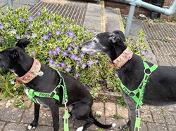 Photo by Judith Swinsco