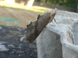 Sambourne Parish Council Wildlife sightings in Sambourne Parish