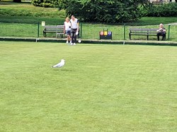 A familiar figure on the green - but not usually during the deciding end of a competition final