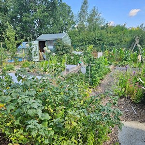 Oakley's Best Allotment 2025 - Tomasz Soga