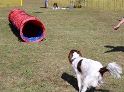 Ilminster and District Lions Club Dog Shows/Rally