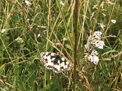 Sustainable Bourne Valley Hirst Meadow
