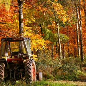 A Tractor surrounded by Autumn Leaves