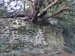 . . . a tree with its roots embedded in the flint wall. ©RP