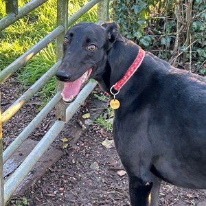 Greyhound Trust Shropshire & Borders Elle