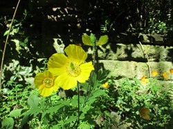 Welsh Poppy