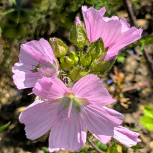Musk Mallow