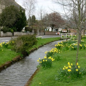 Bedecked With Daffodils