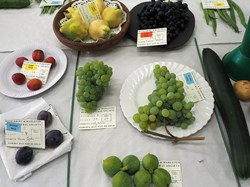 Bucklebury and Marlston Horticultural Society Autumn Show 2025