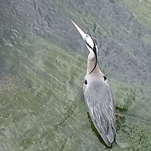 Shuttington and Alvecote Parish Council Gallery