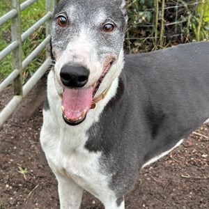 Gent - visit his page for more information.