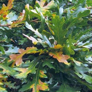 Meetings, Wrockwardine Wood and Trench Parish Council