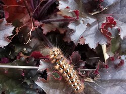 MINTING, GAUTBY & DISTRICT HERITAGE SOCIETY Local Fauna and Flora
