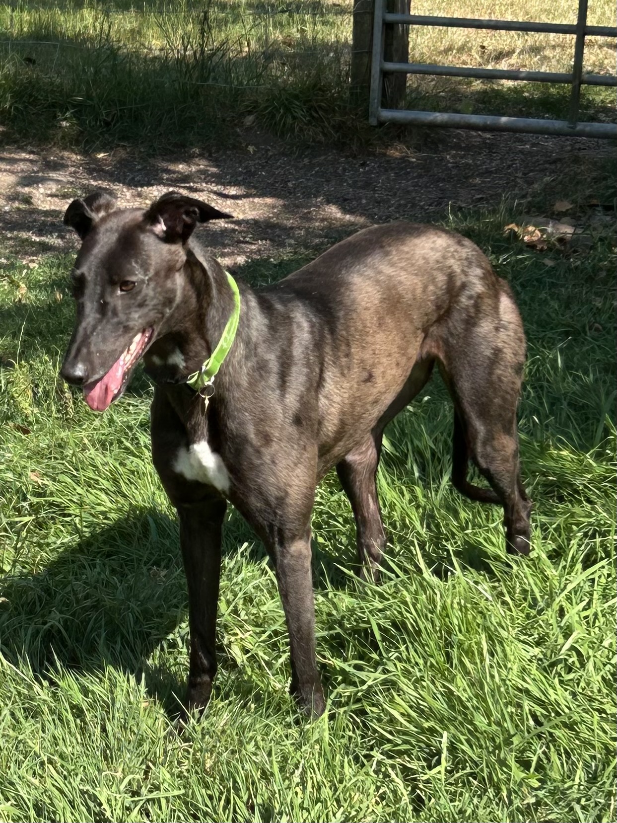 Greyhound Trust Shropshire & Borders Belinda