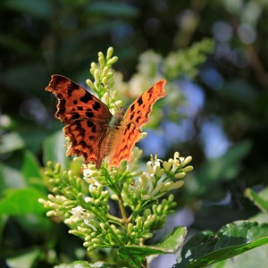 MINTING, GAUTBY & DISTRICT HERITAGE SOCIETY Local Fauna and Flora