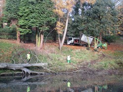 Clearing the fallen tree