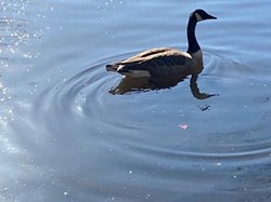 A Canada goose on the lake  – there were many more . . . ©IH