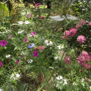 BETHERSDEN GARDENER'S SOCIETY Photo Gallery