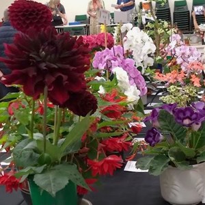 Mannings Heath & District Horticultural Society Summer Show 2025