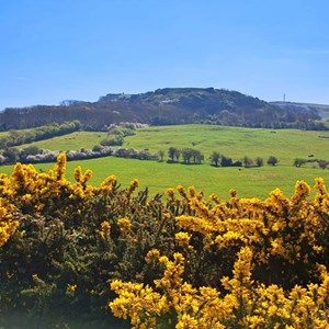 Godshill Matters Home