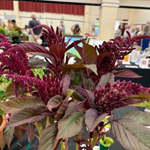 Mannings Heath & District Horticultural Society Photo Gallery