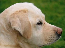 Mytchett Bowls Club Club Finals 2010