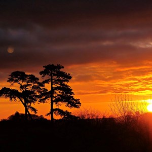 Pure Gold - Phil Taylor